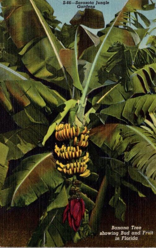 Florida Sarasota Jungle Gardens Banana Tree Showing Bud and Fruit Curteich