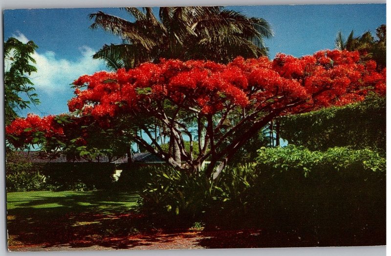 The Flame Tree Brilliant Blossoms of the Royal Poinciana Hawaii Postcard Posted