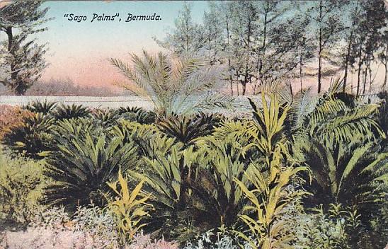 Bermuda Sago Palms