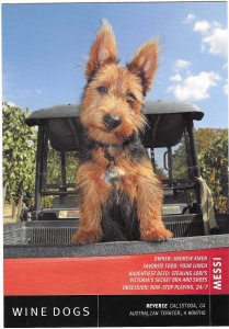 Australian Terrier 4 Months Old a Wine Dog Calistoga California