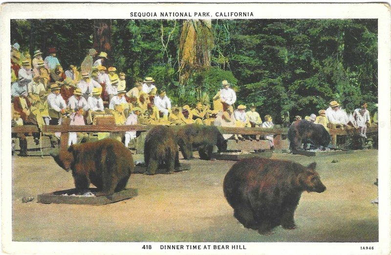 1932 Bear Hill, Sequoia National Park, California Postcard