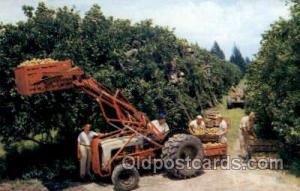 Citrus Harvest, Florida Farming Unused 