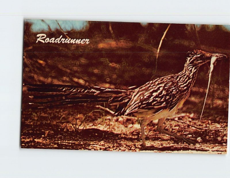 Postcard Roadrunner Southwestern Bird New Mexico State Bird