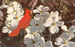 Dogwood and Cardinal State Flower, North Carolina NC  