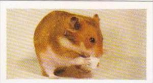 Hornimans Tea Trade Card Pets No 16 Golden Hamster