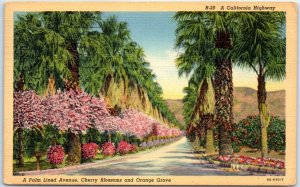 M-95245 A Palm Lined Avenue Cherry Blossoms & Orange Grove