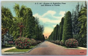 M-80756 Avenue of Australian Pines and Hibiscus in Florida