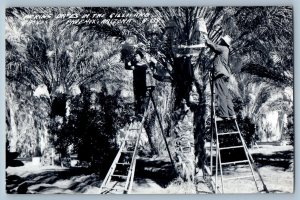 Phoenix Arizona AZ Postcard RPPC Photo Picking Dates In The Gilliland Groves