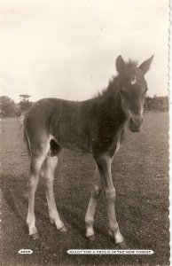 Ready for a frolic in  the New Forest. Foal horse Old vintage English postcard