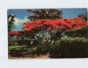 Postcard The Flame Tree, Hawaii