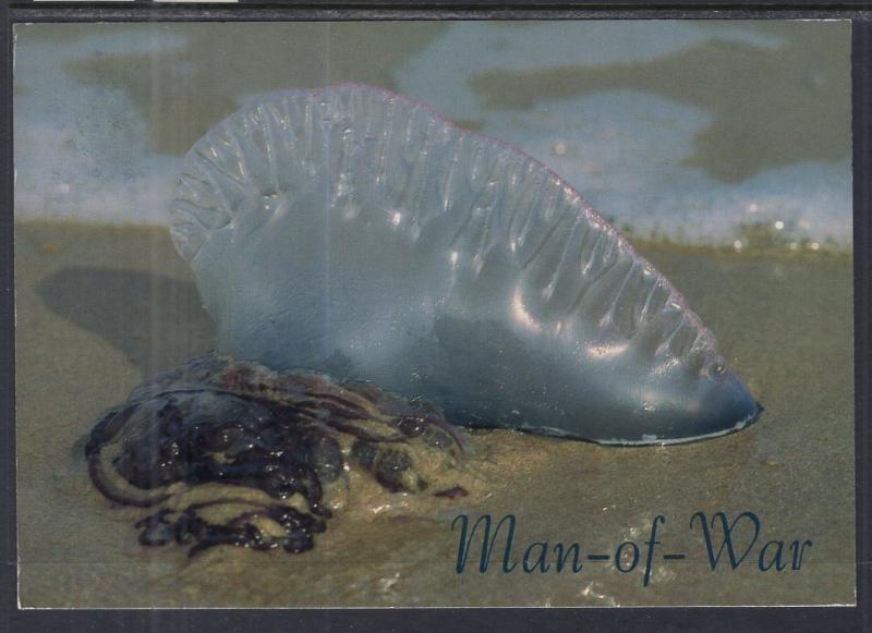 Man-of-War Jellyfish BIN