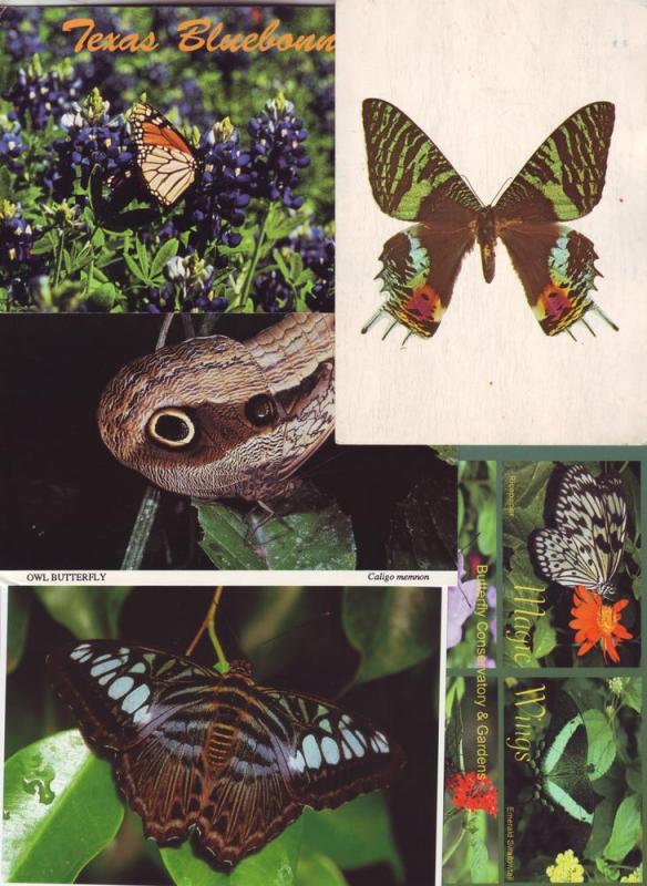 P197 JLs 5 postcard lg 4 1/4 x 6 butterfly excellent cond.