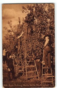 1913 Postcard - MEN ON LADDERS, APPLE PICKING IN WALLA WALLA, WASHINGTON