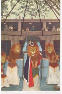 Missouri St Louis Zoo Animal Training Lions King Leo