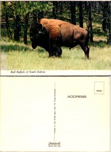 Bull Buffalo of South Dakota (9725)