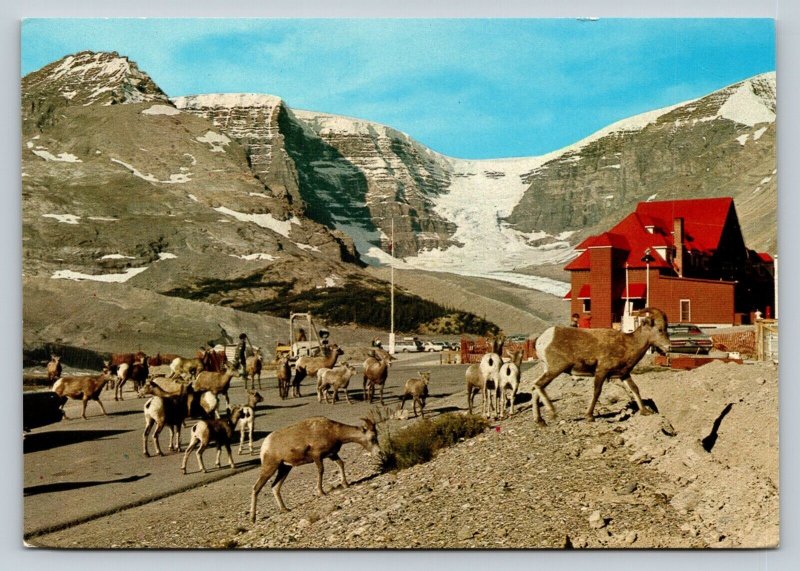 Wildlife in the Canadian Rockies Classic Cars 4x6 Postcard 1796