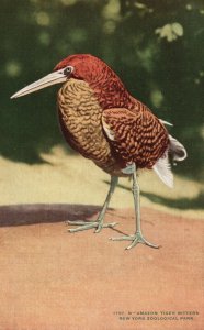 Vintage Postcard Amazon Tiger Bittern New York Zoological Park NYZS Pub.