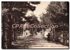 Postcard Old Thorenc Avenue de la Foret