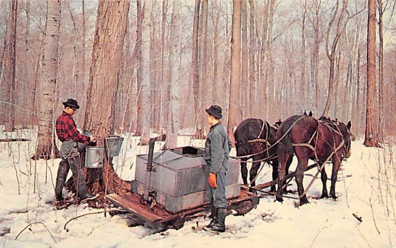 Gathering Sap for Maple Syrup in Ohio Geauga County, OH., USA Maple Syrup Unu...