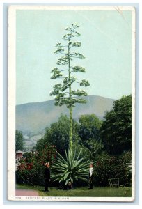 c1910 Century Plant in Bloom Phostint Posted Antique Postcard