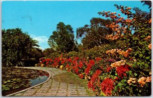 VINTAGE CONTINENTAL SIZED POSTCARD SUNKEN GARDENS ROYAL BOTANIC GARDENS JAMAICA