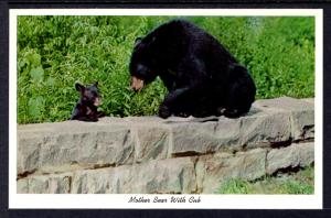 Mother Bear with Cub