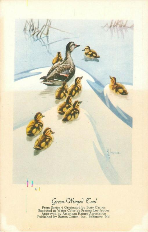 Francis Lee Jacques Watercolor of Green-Winged Teal with Ducklings Vtg Postcard