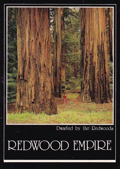 California Redwood Empire Dwarfed By The Redwoods