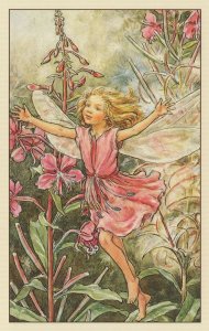 Rose Bay Willow Herb Fairy Fairies Old Book Stunning Postcard