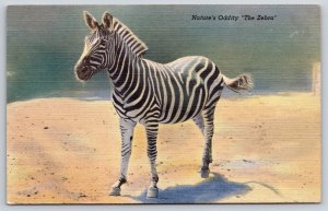 Animals~Greetings From St Louis Zoo~Natures Oddity Zebra~Linen 1940s Postcard