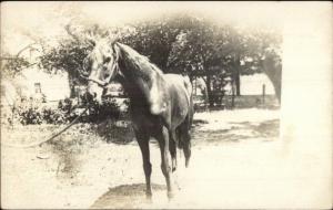 Ties Horse c1910 Amateur Real Photo Postcard rpx