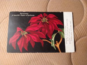 1907-15 Poinsettia California State Flower Divided Back Postcard