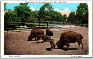 Washington Park Zoological Garden Milwaukee Wisconsin WI Bos Americanus Postcard