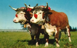 Postcard Prize Yoke Of Oxen Color By Bureau Of Information Halifax Nova Scotia