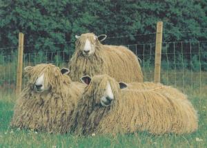 Leicester Longwool Sheep Lamb Survival Breeds Rare Postcard