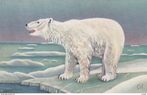 Polar Bear, Alaska , 30-40s