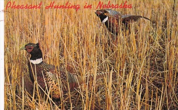 Nebraska Pheasant Hunting Season