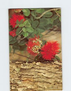 Postcard The ohia lehua tree, Hawaii Volcanoes National Park, Hawaii