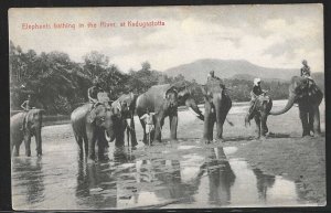 Elephants Bathing in the River at Kadugastotta, Ceylon, Early Postcard, Unused