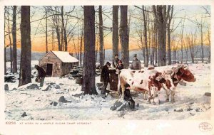 At Work Maple Oxen Sugar Camp Vermont 1905c Detroit Publishing postcard