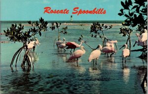 Florida Everglades National Park Birds Roseate Spoonbills