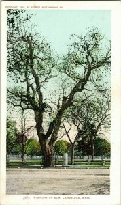 Washington elm Cambridge Mass WB Undivided Back Antique Vintage Postcard Tree 