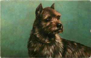 UDB Postcard 7787; Terrier Dog Art Portrait, Unknown Europe, Unposted