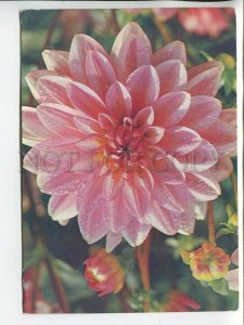 464564 1980 year dahlia flower radio QSL card to USSR