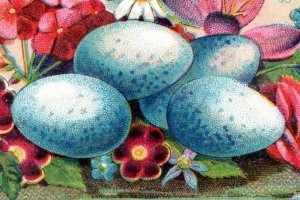 1880s Victorian Trade Cards Beautiful & Colorful Bird's Eggs Set Of 4 P185