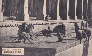 Indian Monkeys at Durga Temple Antique Postcard