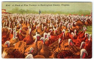 1960 ROCKINGHAM COUNTY VIRGINIA*A FLOCK OF FINE TURKEYS*VINTAGE POSTCARD*FARMER