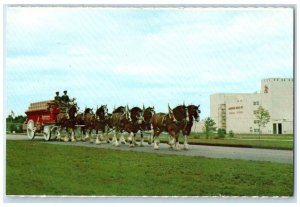 c1950's Cydesdale 8 Horses Hitch And Wagon Anheuser Busch Merrimack NH Postcard