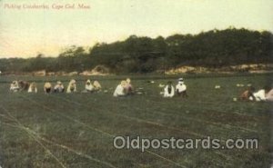 Picking Cranberries Farming, Farm, Farmer  Unused 