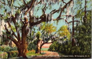 North Carolina Wilmington Scenic Drive Of Spanish Draped Oaks 1950 Curteich